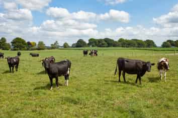 419 Taihoa South Road, Matamata