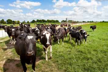 419 Taihoa South Road, Matamata