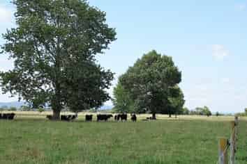 423 Greig Road, Whakatane Surrounds