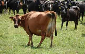 423 Greig Road, Whakatane Surrounds