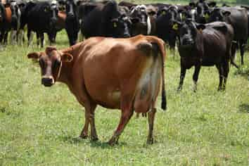 423 Greig Road, Whakatane Surrounds