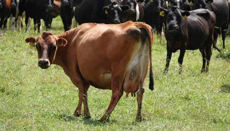 423 Greig Road, Whakatane Surrounds