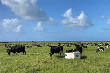 641 Cape Foulwind Road, Cape Foulwind