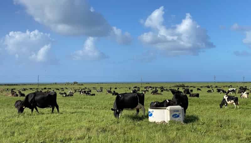 641 Cape Foulwind Road, Cape Foulwind