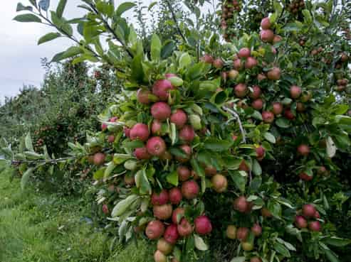 78 Gregs Lane, RD 1, Greytown