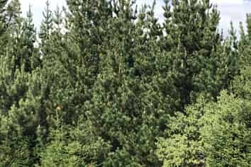 487 Whangamata Road, Kinloch