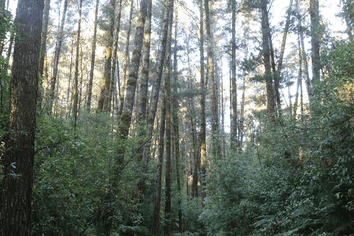 40 Wainui Street, Dobson