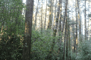 40 Wainui Street, Dobson