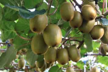 195C Tuapiro Road, Katikati