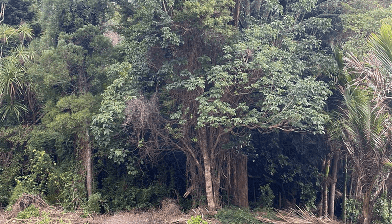 2428m2 Sec Moore Street, Hillcrest