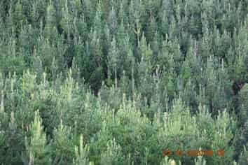 00 Pakowai - Tinui Rd, Tinui