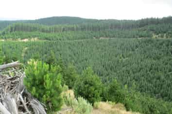 00 Pakowai - Tinui Rd, Tinui