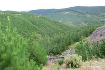 00 Pakowai - Tinui Rd, Tinui