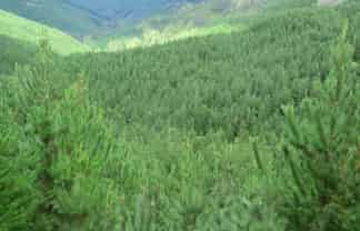 00 Pakowai - Tinui Rd, Tinui