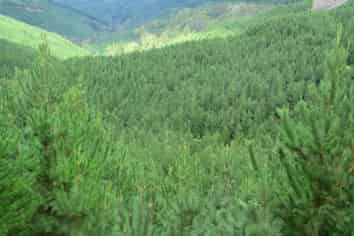 00 Pakowai - Tinui Rd, Tinui