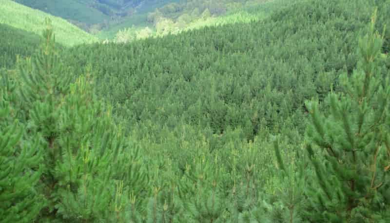 00 Pakowai - Tinui Rd, Tinui