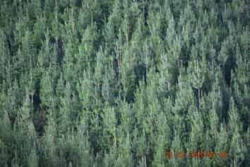 00 Pakowai - Tinui Rd, Tinui