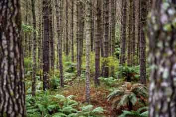 369 Puniwhakau, Stratford