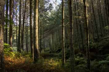 369 Puniwhakau, Stratford