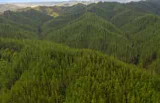 369 Puniwhakau, Stratford