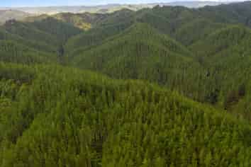 369 Puniwhakau, Stratford