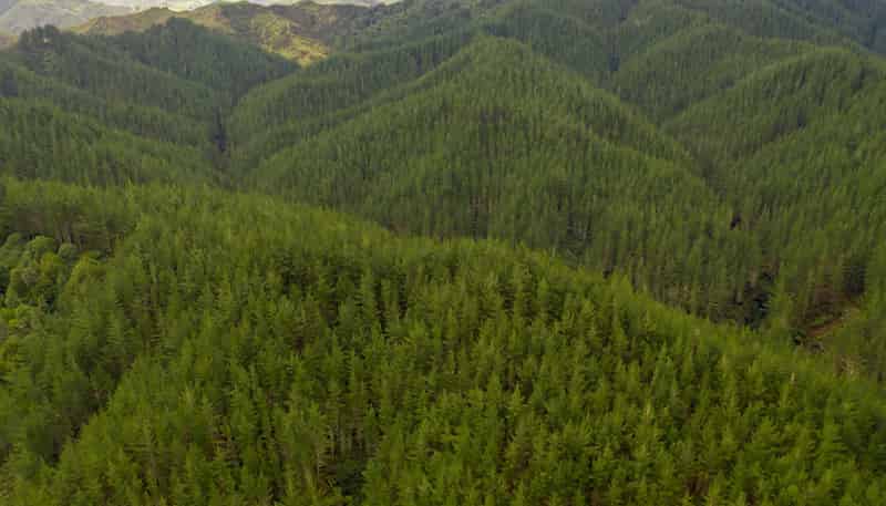 369 Puniwhakau, Stratford