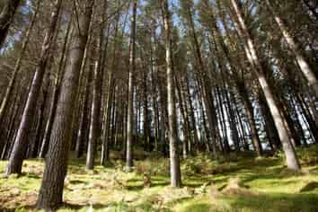 369 Puniwhakau, Stratford