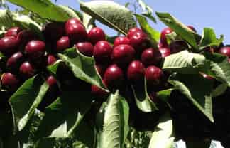 319 Ripponvale Road, Cromwell