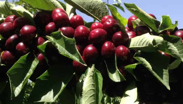 319 Ripponvale Road, Cromwell