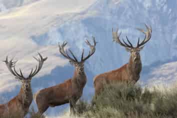 3916 Manuka Point Station, Rakaia