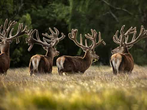 3916 Double Hill Run Road, Methven