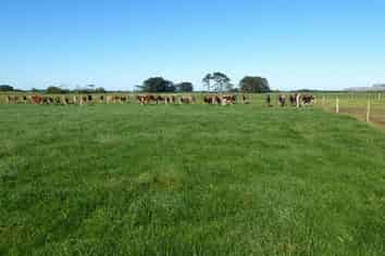 1162 Auroa Road, Manaia