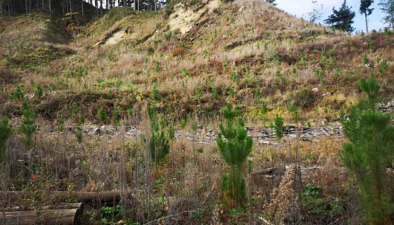 1 Ongarue -Waimiha Road, Taumarunui