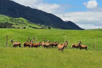 116 Hill Road, Te Aroha