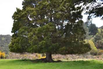 Lot 1 Randall Road, Kaka Point