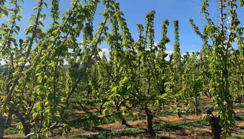  Luggate Cromwell Road, 