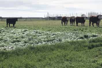  Winslow Willowby Road, Ashburton Surrounds