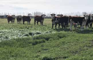  Winslow Willowby Road, Ashburton Surrounds