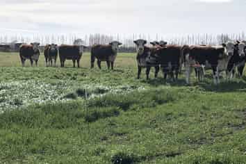 Winslow Willowby Road, Ashburton Surrounds