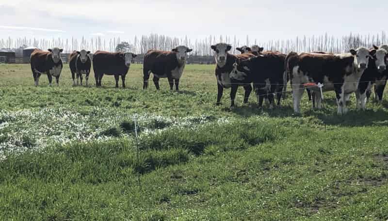  Winslow Willowby Road, Ashburton Surrounds