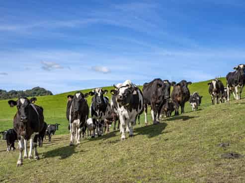 185B Gaskill Road, Opotiki and Surrounds