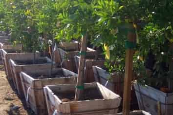 A Growing Opportunity - Leading Nursery Business!