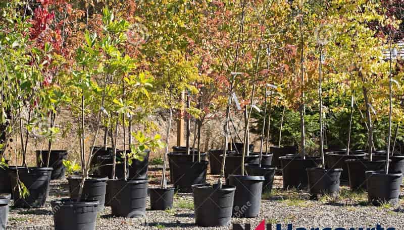 . Nursery, Prebbleton