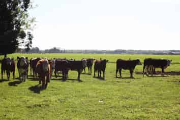 584 Orari Station Road, Geraldine