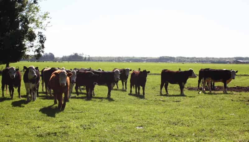 584 Orari Station Road, Geraldine