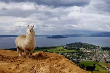 Once in A Lifetime Opportunity