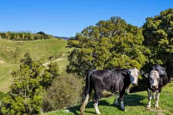175 Parkinson Road, Opotiki and Surrounds