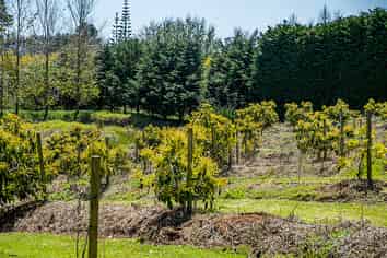 0 Corner Turk Valley Road & State Highway 1, Pukenui
