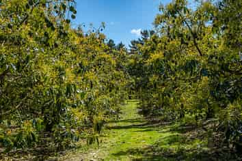 0 Corner Turk Valley Road & State Highway 1, Pukenui
