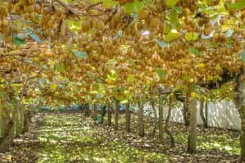 199 Ongare Point Road, Katikati